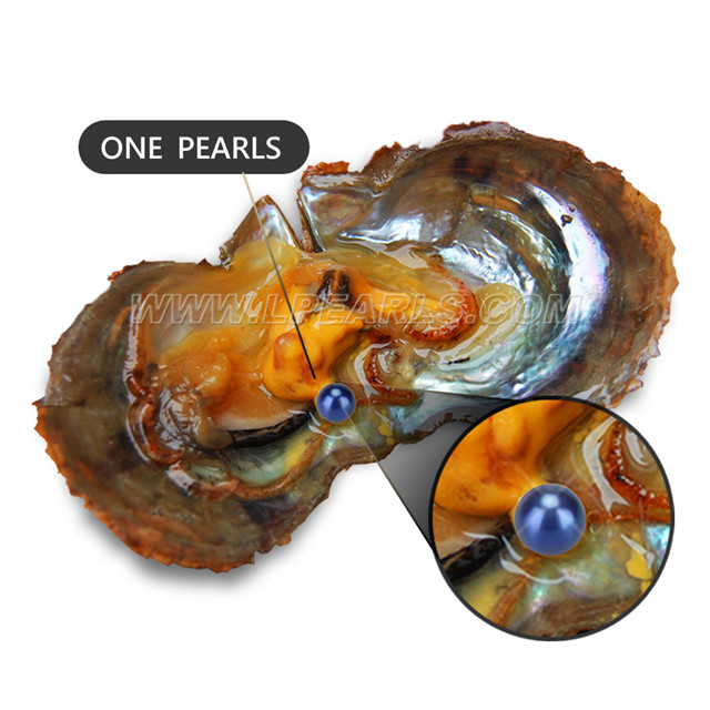 wholesale 67mm round blue saltwater Akoya pearl oyster 100pcs LP pearl
